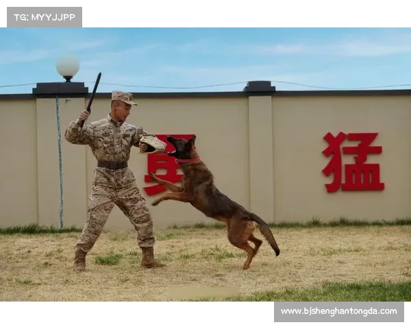 如何通过训练与装备提升宠物的战斗力和生存能力
